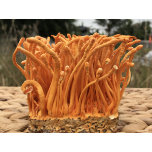 Sử Dụng Đông Trùng Hạ Thảo Thế Nào Cho Hiệu Quả